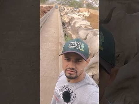 FAZENDA CARNAÚBA TAPEROÁ PARAÍBA #shorts