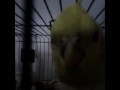 Cozhi The Cockatiel