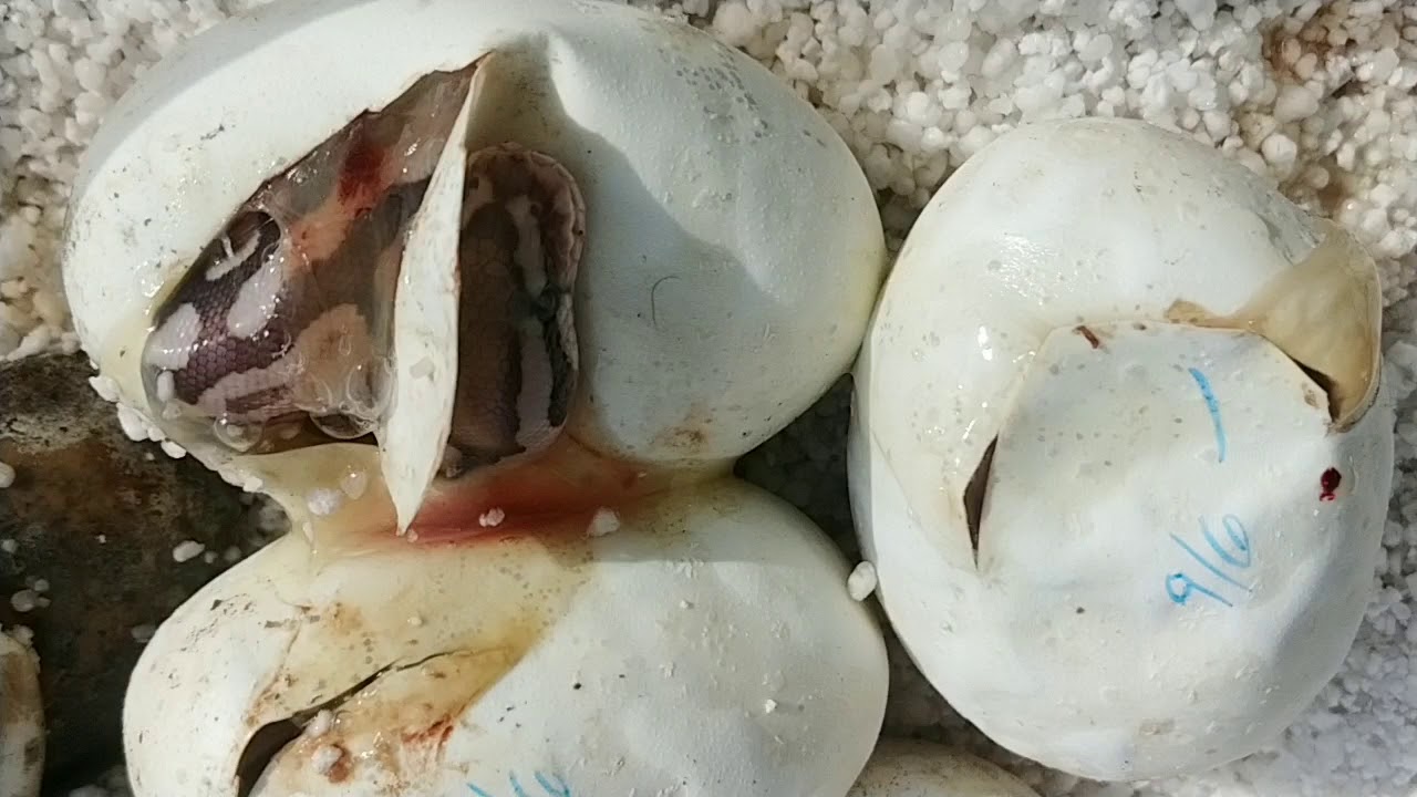 Newest Ball Python Clutch at Olympianexotics.com really cool morph combos