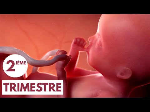 2ième Trimestre | Guide de Grossesse