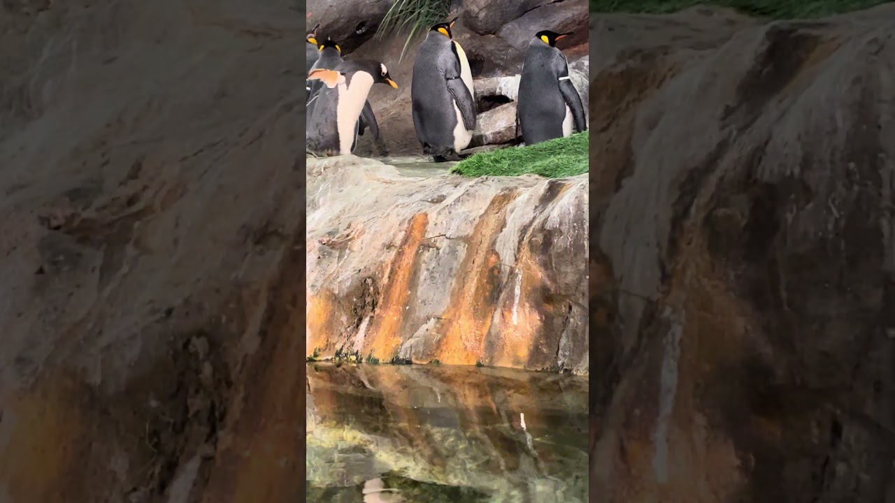 I tried convincing the penguins at the stl zoo to splash me but they didn’t