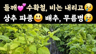 들깨???? 수확철, 비는 내리고???? 상추 파종 ???? 배추 무름병 추가 확산???? 
