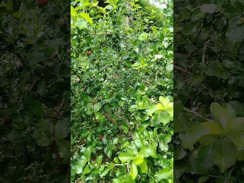 Las Cerezas en Riberão Vermelho Minas Gerais Brasil #riberãovermelho #minasgerais #brasil #cerezas