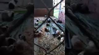 Mô hình nuôi bọ ú chuồng rất hiệu quả | Hôm nay có bạn nói mình xạo loz haha