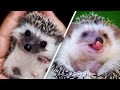 Cute, funny and absolutely adorable HEDGEHOGS!! 2020 💖