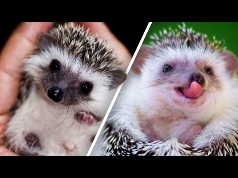 Des hérissons mignons, drôles et absolument adorables ! 2020
