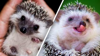 Des hérissons mignons, drôles et absolument adorables ! 2020