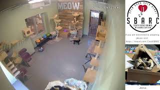 South Bend Animal Resource Center - Cat Cam