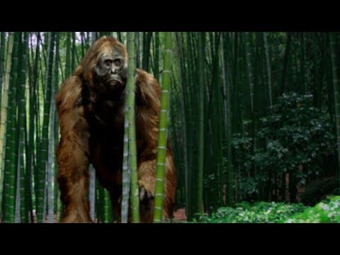 Gigantopithecus - Ancient Animal