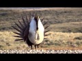 Greater Sage-Grouse