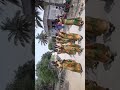 Jaggyypatea Kolatem 2