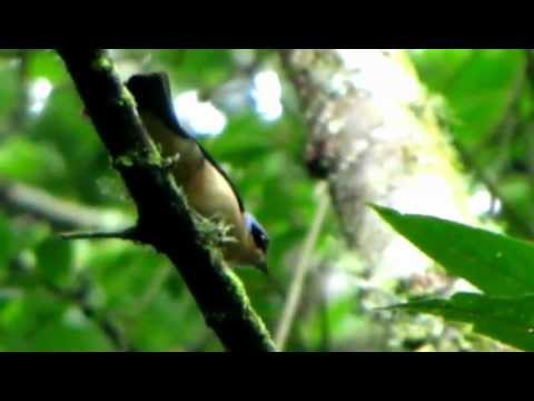 Tangara plavoprsá (Pipraeidea melanonota) — video o speve a chove