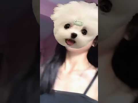 ho oh tenan _ remes guys #shorts