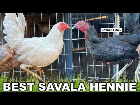 BEST HENNIE Savala Fowl in Modesto California | Beautiful Birds