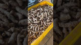 Download lagu MikeLiz Integrated Farm #MikeLizIntegratedFarm #CalabangaCamSur #CamSurBicol #LakwatserongIrigenyo mp3