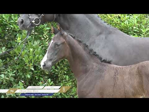 Hengstfohlen von Asgards Ibiza