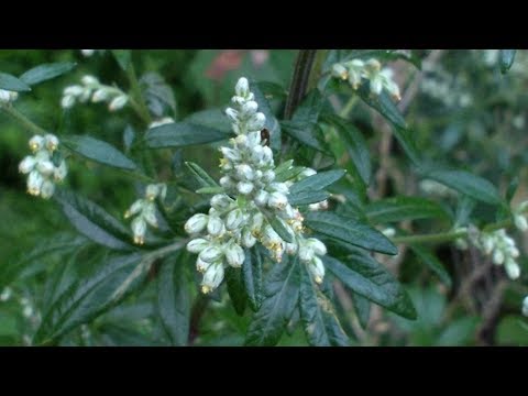 Artemisia vulgaris: qué es, características, hábitat, usos, cultivo