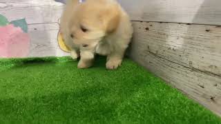 ハーフ犬の動画01