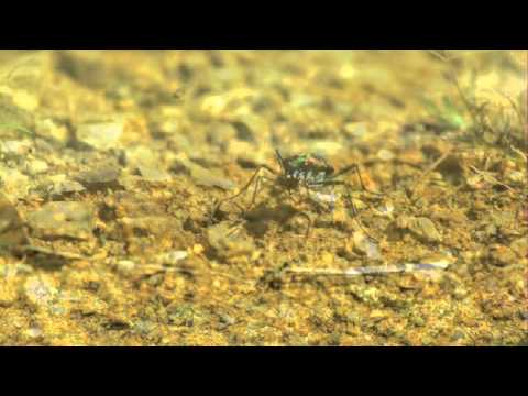 ハンミョウの飛翔