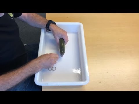 Disseker en regnbueørred