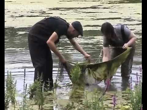 New Scientist TV - April 2010