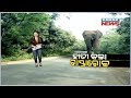 damdar khabar an elephant terror at angul road broke a bike