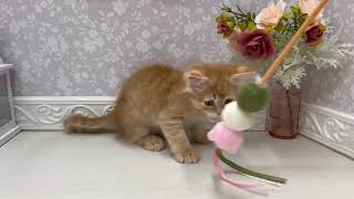 ミヌエットの動画01