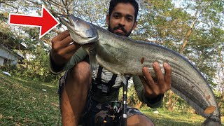 നാടൻ വാള പിടിച്ചു വറുത്തത് | Kerala fish catching and cooking | How to catch and cook Wallago Attu