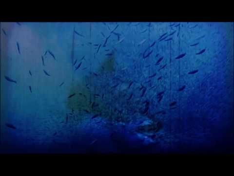 Voodoo Beach - Honey And Salt (OFFICIAL VIDEO)