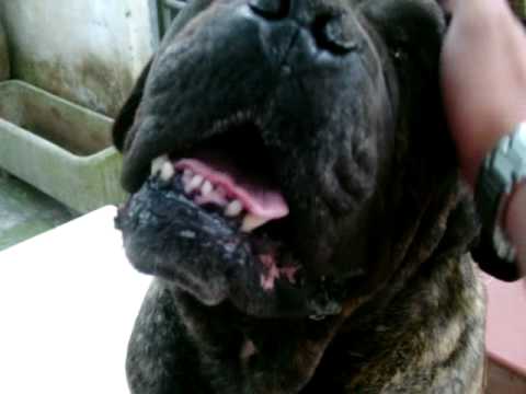 JOYS - BAGNOLO DEL SALENTO