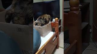 今年も、ねこさんとは仲良しです。 #猫 #shorts