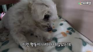 Puppy 13 Years of Magic
