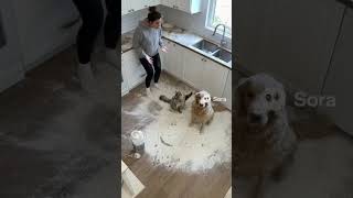 Download lagu bütün suç onun dercesine  😅😅 #cat #youtubeshort #çizgifilm #keşfet #funny #cartton #animals #cat. mp3