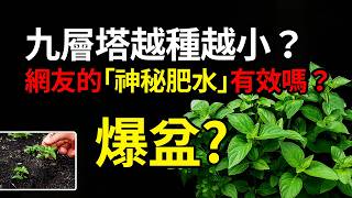 九層塔越種越小？網友的「神秘肥水」有效嗎？高手不敢說的秘密，一次告訴你！