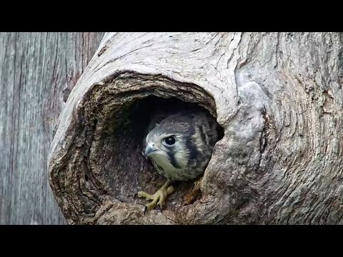 Third American Kestrel Chick Fledges From Nest Box In Wisconsin – June 13, 2025
