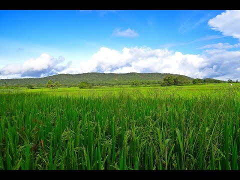 👙Nicola Cruz S Araguaya Spaniol Folha De Jurema Artéria FM - Karlk 🎧NonCopyRight🎶ElectroChill Music‼