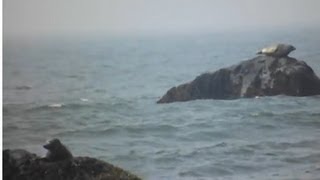 preview picture of video 'Observation des Loup-marins à Pointe-de-l'Église - Seal Watching in Church Point, Nova Scotia'