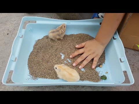 Hamster Vàng Khai Lộc Trò Chơi Bạn Ken ❤ ChiChi ToysReview TV ❤ Đồ Chơi Fun Song Bài Hát Vần Thơ