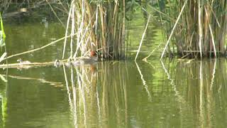 鳥動画（カイツブリ（鳰）１１０５２００４）