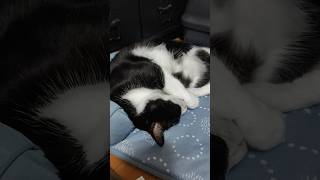 ひんやり派とぬくぬく派 #shorts