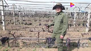 春季移栽大葡萄树怎么确保成活率？小阳告诉你该怎样操作