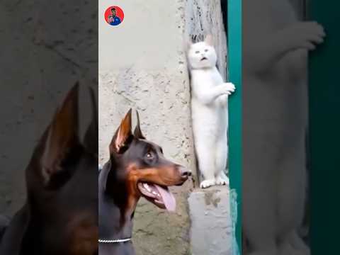 Cat is scared😂😂😂 #funny #foryou #comedy #shortvideo #fypシ゚viral #shorts #viral #youtube #trading