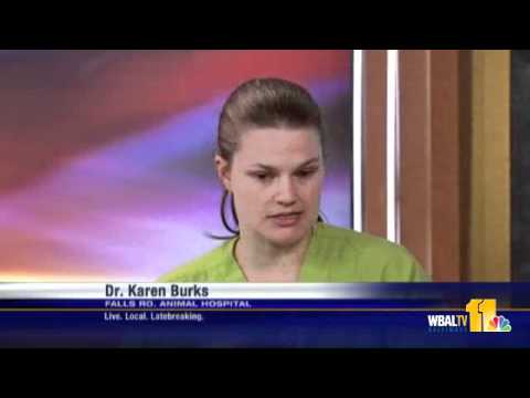 Dr. Karen Burks: Why Xylitol Is Toxic To Your Pets