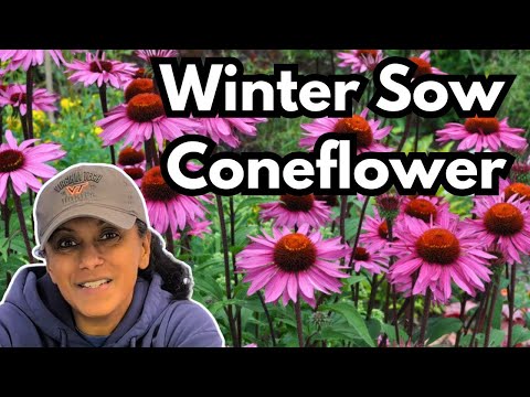 How To Winter Sow Coneflower Echinacea Seeds