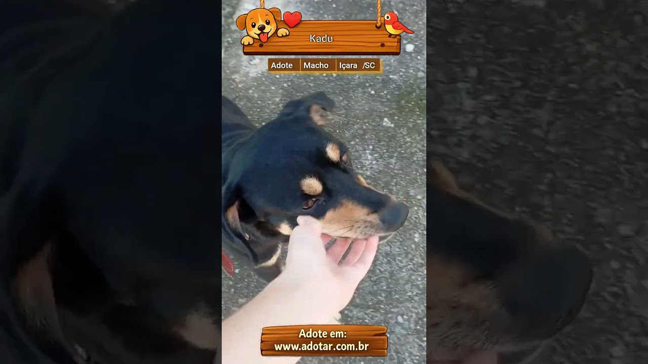 Cachorro raça SRD-ViraLata idade 3 anos nome Kadu 