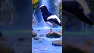 Download lagu Burung Kacer Air Cocok Buat Pancingan Kacer Lain...‼️ mp3 Download lagu Burung Kacer Air Cocok Buat Pancingan Kacer Lain...‼️ mp3