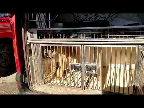 Lion Cub Rescued after Escaping from Private Residence in Montenegro