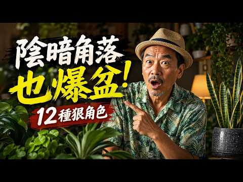 家裡幾乎沒有陽光也能瘋長！這12種低光照室內植物越少折騰越漂亮，最後一種放在角落也能爆盆！#低光照植物 #室內植物推薦 #植物殺手救星 #耐陰植物 #新手植物