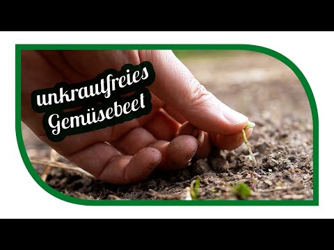 Creating weed-free beds | Vegetable garden without weeds | Without cardboard and toxins no no Dig