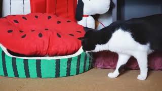 Приколы с Котами ДО СЛЁЗ Смешные коты и кошки 2017